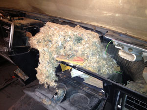 Mouse trap in nest